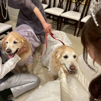 控え室も挙式も披露宴も犬OK
