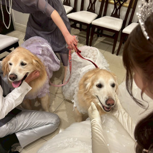 控え室も挙式も披露宴も犬OK|744418さんのアクアテラス迎賓館（新横浜）/テイクアンドギヴ・ニーズウェディングの写真(2416404)