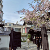 桜が散る外門