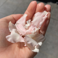 フラワーシャワーのお花。