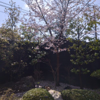 披露宴会場の窓から見える木
一本生えてる桜が綺麗