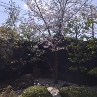 披露宴会場の窓から見える木
一本生えてる桜が綺麗
