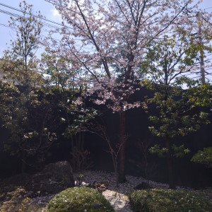 披露宴会場の窓から見える木
一本生えてる桜が綺麗|744574さんの松山モノリスの写真(2420641)