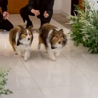 リングドッグ