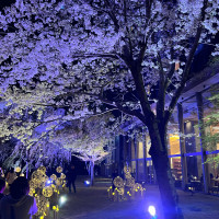 ホテルの夜桜（外が明るいうちは、桜花からも桜が見えました！）