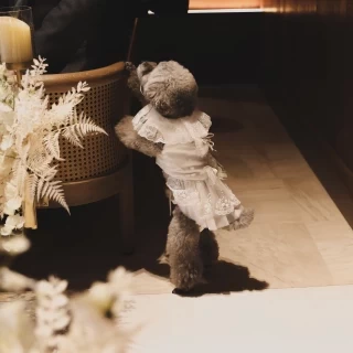 リングドッグ
