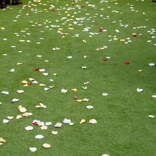 芝生になったそうです
