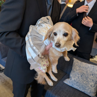 挙式内犬OK