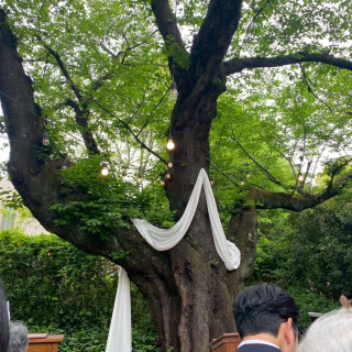 シンボルツリー