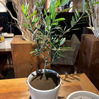 オリーブ植樹を行い、ゲストに土を入れてもらいました。