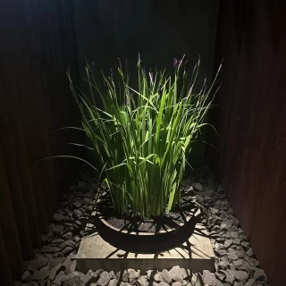 お花
