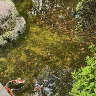 庭　池
