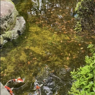 庭　池