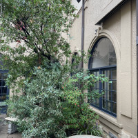 庭に生えている植物です。