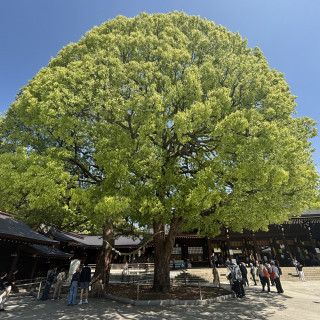 有名な木です。