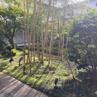 中庭