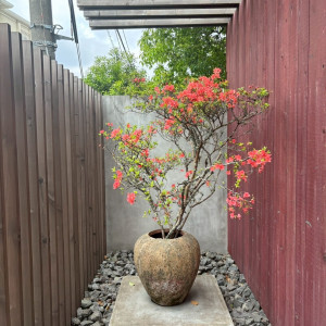 季節により変わる式場前の渡り廊下のような先にあるお花|747950さんのIWAI OMOTESANDO(イワイ オモテサンドウ)の写真(2436158)