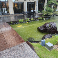 水辺には和を感じれる鯉