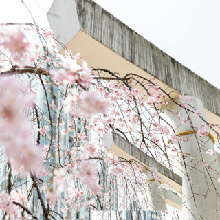 桜が綺麗でした