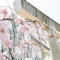 桜が綺麗でした