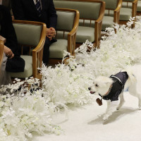 ペット参加型