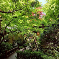 新緑のもみじ
