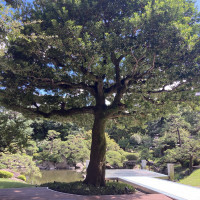 大きな木があり、自然に囲まれてます
