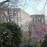 梅の咲くお庭