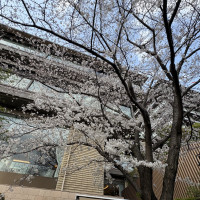 桜の季節はとても綺麗です
