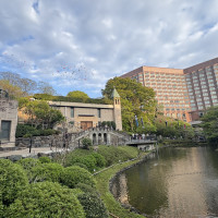 池には鯉が泳いでいます