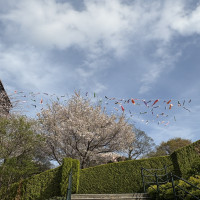 季節によって様々なお花が咲きます
