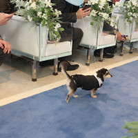 愛犬によるリングドック