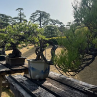 日本庭園