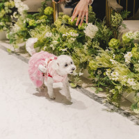 犬可です
