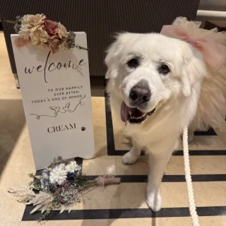 ロビーで愛犬がゲストのお出迎えをしました！