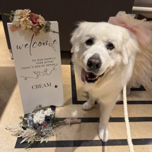 ロビーで愛犬がゲストのお出迎えをしました！|750003さんの室町ギャラリーハウスの写真(2449385)
