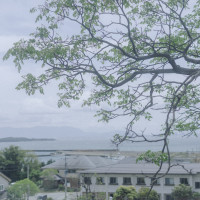 庭にある大きな木