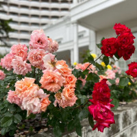 5月はちょうどバラが見頃でとても綺麗でした