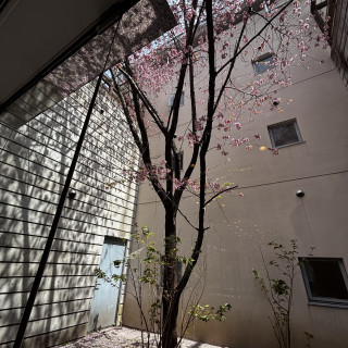 披露宴会場内の桜