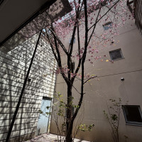 披露宴会場内の桜