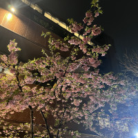庭の桜