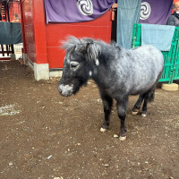 神田明神で飼われている新馬のアカリちゃん