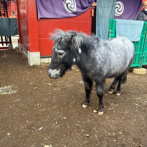 神田明神で飼われている新馬のアカリちゃん|751801さんの神田明神 明神会館の写真(2458715)