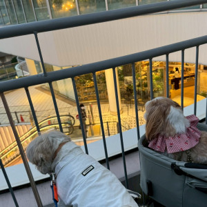 館内はわんちゃんOKの場所が多いため、ペット婚にはもってこい|752058さんのTHE CLASSICA BAY RESORT (ザ クラシカ ベイリゾート)の写真(2582195)