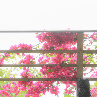 沖縄の花がより素敵な空間を演出してくれます