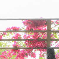 沖縄の花がより素敵な空間を演出してくれます