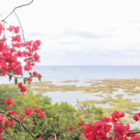 沖縄の花がより素敵な空間を演出してくれます