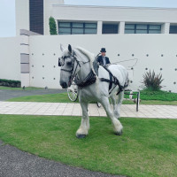 雨じゃなかったら馬車でガーデンに再登場