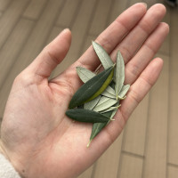 フラワーシャワーの代わりの葉っぱ