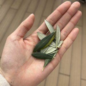 フラワーシャワーの代わりの葉っぱ|752360さんのHilltop Resort YAMANOUE (ヒルトップリゾート ヤマノウエ)の写真(2641141)